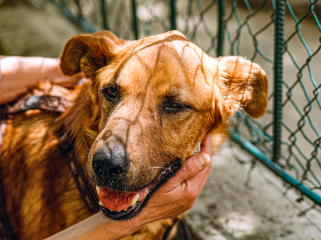 cute-brown-old-dog-standing-in-city-street-2021-08-29-07-16-34-utc